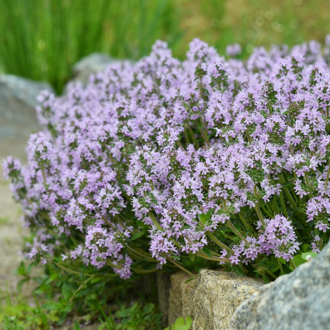 3x Thymus serpyllum P9 H20