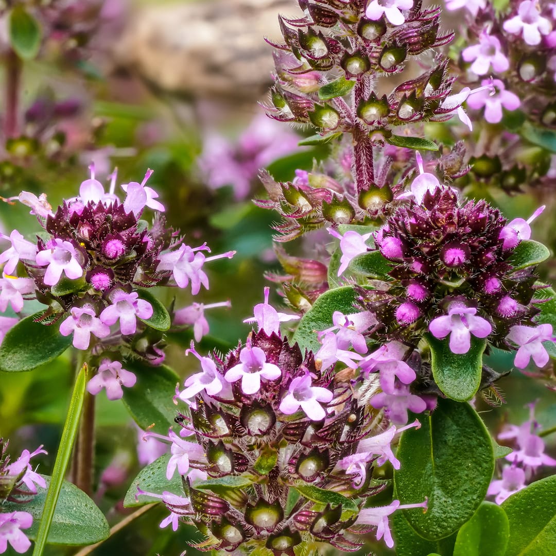 3x Thymus serpyllum P9 H20 - Afbeelding 3