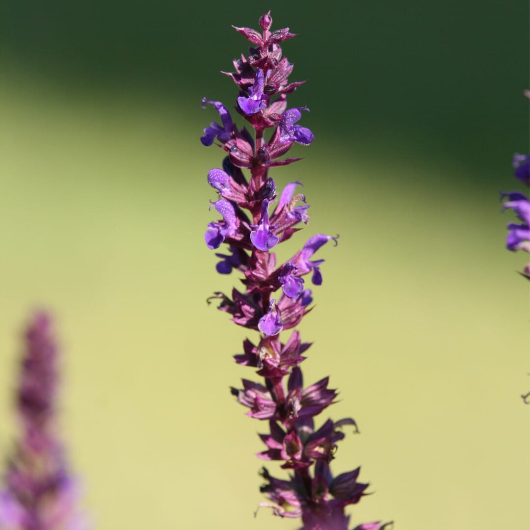 3x Salvia nem. 'Blaukönigin' P9 H20