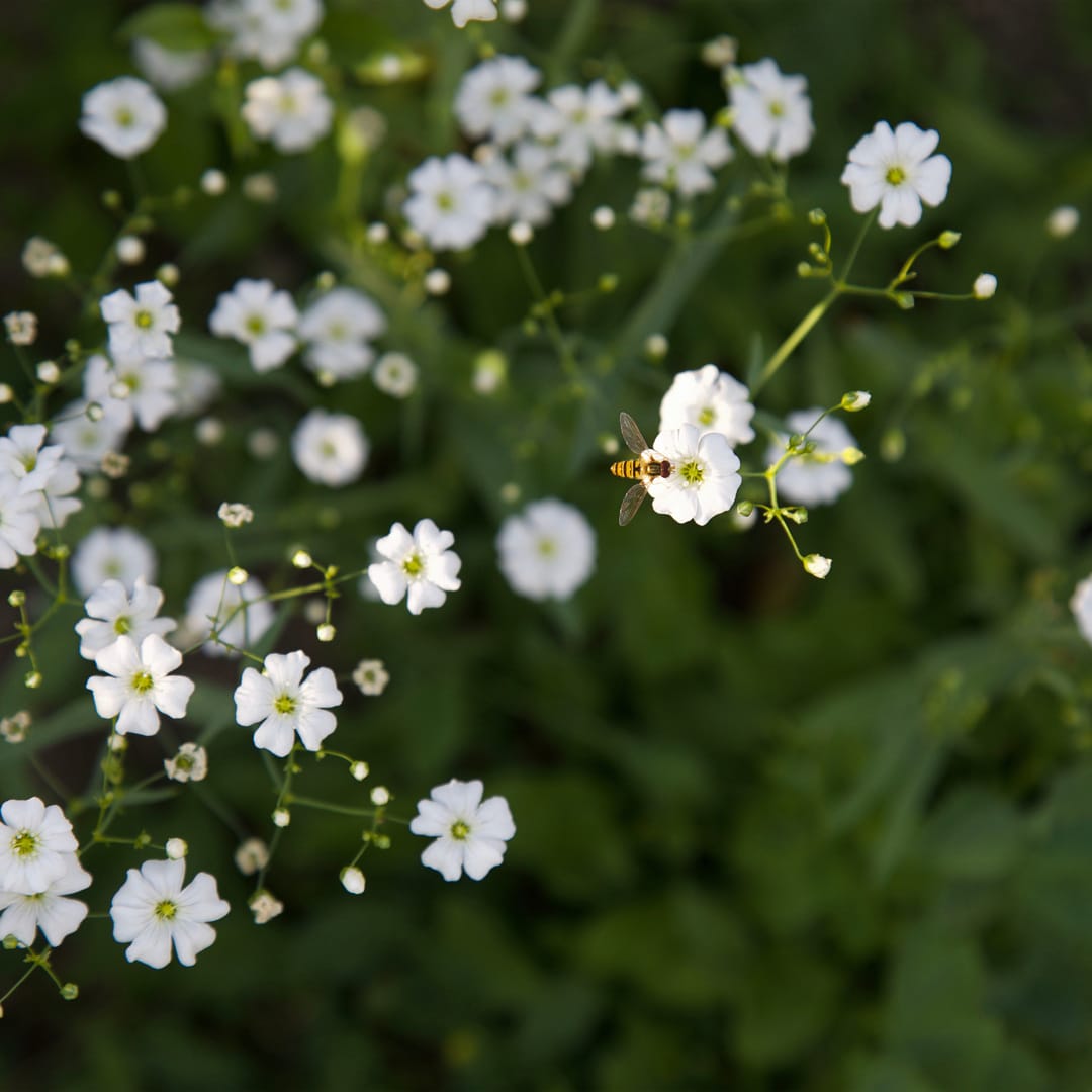 3x Gypsophila repens 'Alba' P9 H20