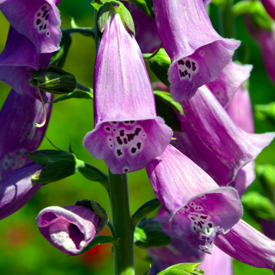 3x Digitalis purp. 'Gloxiniiflora' P9 H20 - Afbeelding 3
