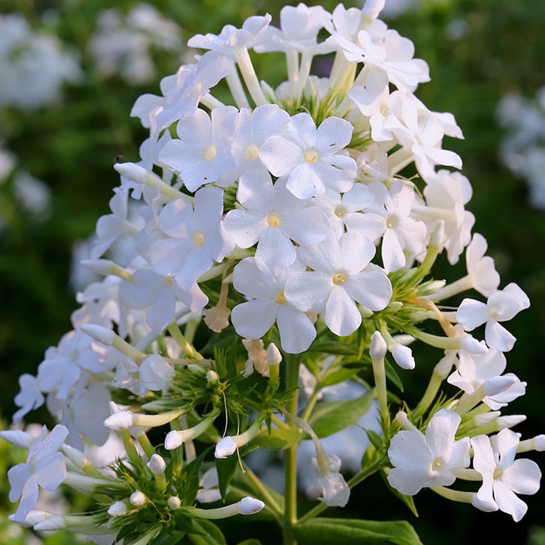 3x Phlox (P) 'David' P9 H20