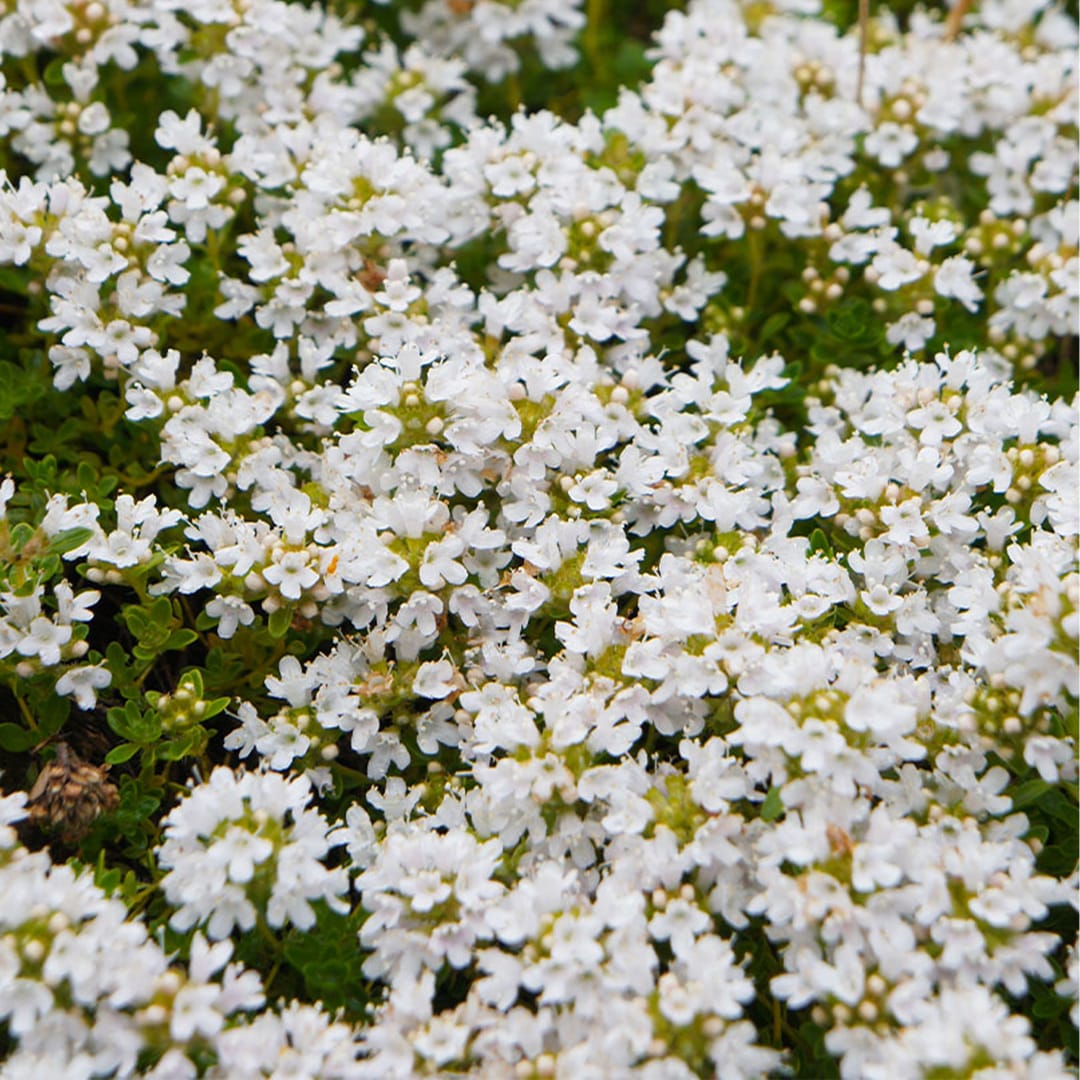 3x Thymus praecox 'Albiflorus' P9 H20