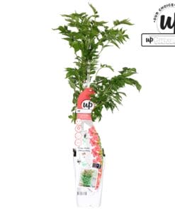 Campsis Pink Panther - Trompetbloem Donker Roze