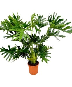 Philodendron Selloum - 100 Cm - Ø27