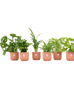 Verrassingsbox - 6 Planten Inclusief Elho Vibes Fold Round Ø14 Roze