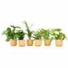 Verrassingsbox - 6 Planten Inclusief Elho Vibes Fold Round Ø14 Botergeel