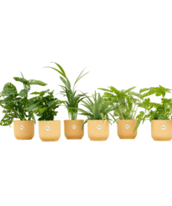 Verrassingsbox - 6 Planten Inclusief Elho Vibes Fold Round Ø14 Botergeel