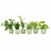 Verrassingsbox - 6 Planten Inclusief Elho Vibes Fold Round Ø14 Sorbet Groen