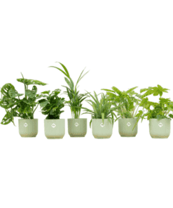 Verrassingsbox - 6 Planten Inclusief Elho Vibes Fold Round Ø14 Sorbet Groen