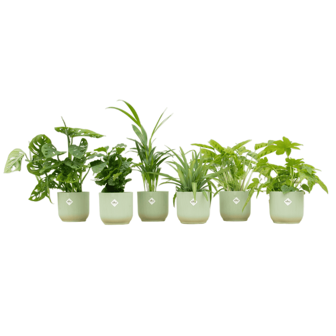 Verrassingsbox - 6 Planten Inclusief Elho Vibes Fold Round Ø14 Sorbet Groen