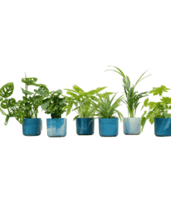 Verrassingsbox - 6 Planten Inclusief Elho Ocean Round Atlantisch Blauw Ø14
