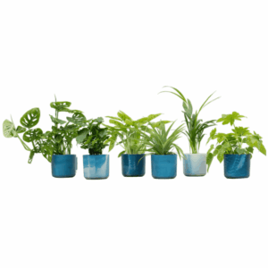 Verrassingsbox kamerplanten – 6 verschillende groene in één box – pot 14 cm