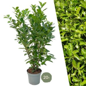Laurierkers haagplant 'Rotundifolia' – set voor – 20 stuks, ±125–150 cm, pot 35 cm / 15 L