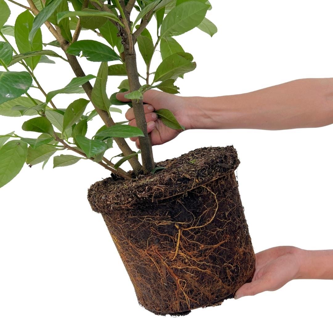 Grote Laurierkers Rotundifolia Voor 10 Strekkende Meter Haag | - Afbeelding 4