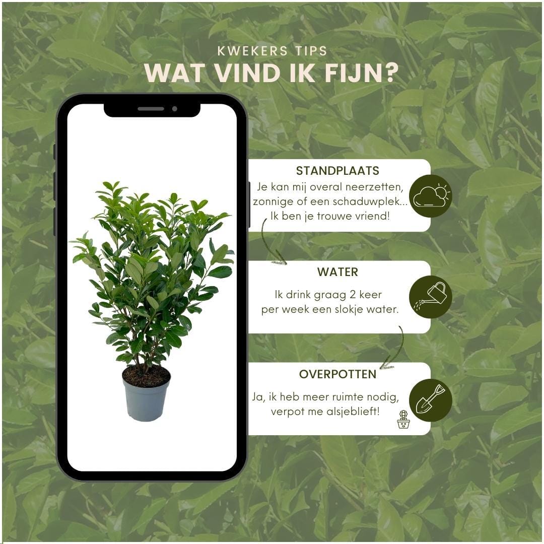 Grote Laurierkers Rotundifolia Voor 10 Strekkende Meter Haag | - Afbeelding 6