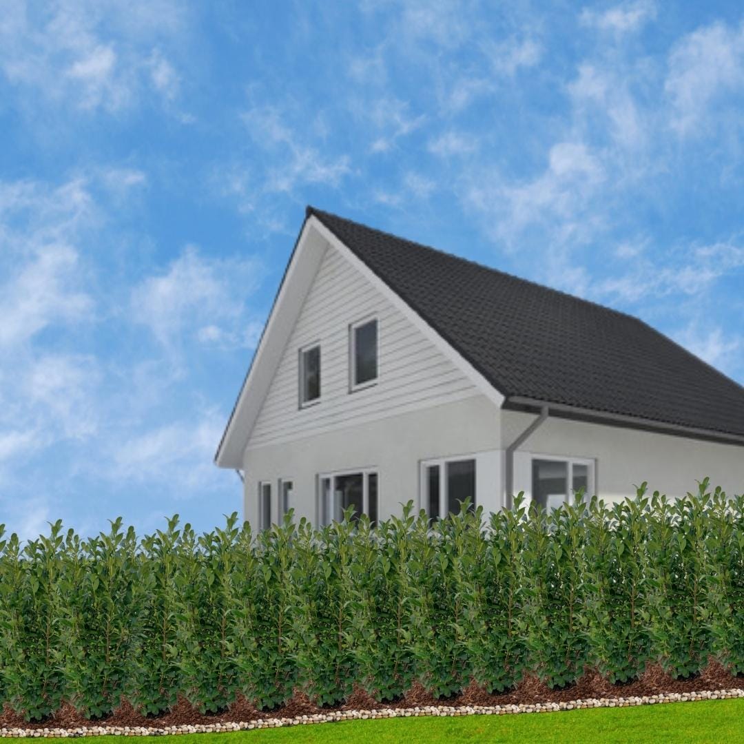 Grote Laurierkers Rotundifolia Voor 10 Strekkende Meter Haag | - Afbeelding 7