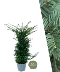 Grote Taxus Planten Voor 10 Strekkende Meter Haag |