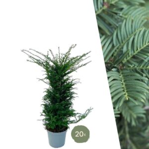 Taxus haagplanten set voor 10 meter haag – 20 planten, 100-125 cm, pot 35 cm