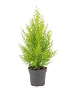 Cupressus Macrocarpa Goldcrest Wilma - Ø14Cm - ↕55Cm