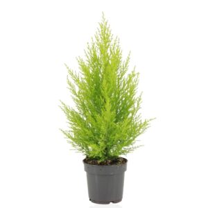 Cipres Goldcrest Wilma (Cupressus macrocarpa 'Goldcrest Wilma') – ±14 cm