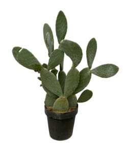Opuntia Ficus Indica - 120 Cm - Ø50Cm