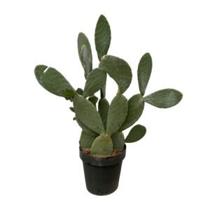Vijgcactus (Opuntia ficus-indica) – grote kamerplant – ±120 cm