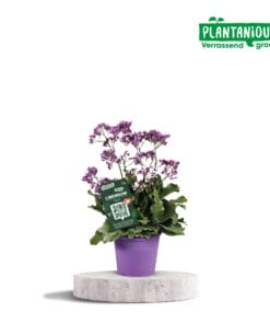 Limonium Salt Lake - Ø19Cm - ↕60Cm
