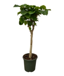 Ficus Umbellata Stam - 140 Cm - Ø30Cm