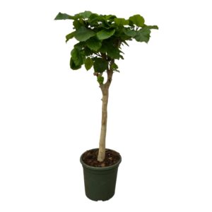 Ficus Umbellata op stam – grote hartvormige bladeren op slanke – ±140 cm