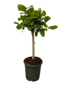 Ficus Altissimo Variegata - 100 Cm - Ø24Cm