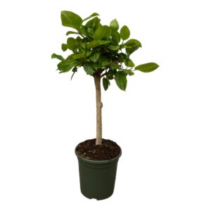 Ficus Altissimo Variegata – bonte bladeren met crème en donkergroen – ±100 cm