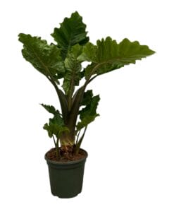 Alocasia Low Raider - 75 Cm - Ø26Cm