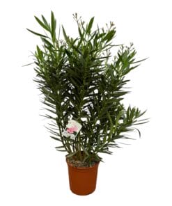 Nerium Oleander Struik Met Witte Bloem - 160 Cm - Ø32Cm