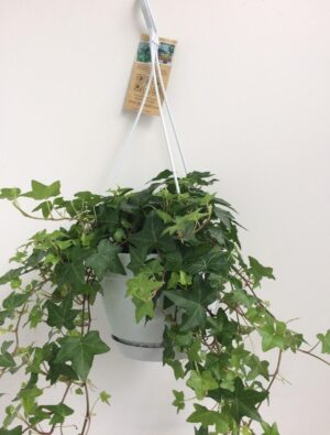 Klimop kamerplant (Hedera helix) – hangplant met sierlijke ranken – ±17 cm