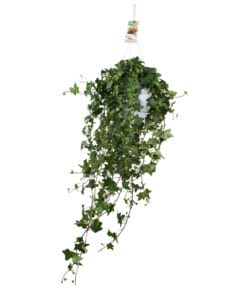 Hedera Helix Pitsburg - Hang/Xxl - Ø17Cm - ↕90Cm