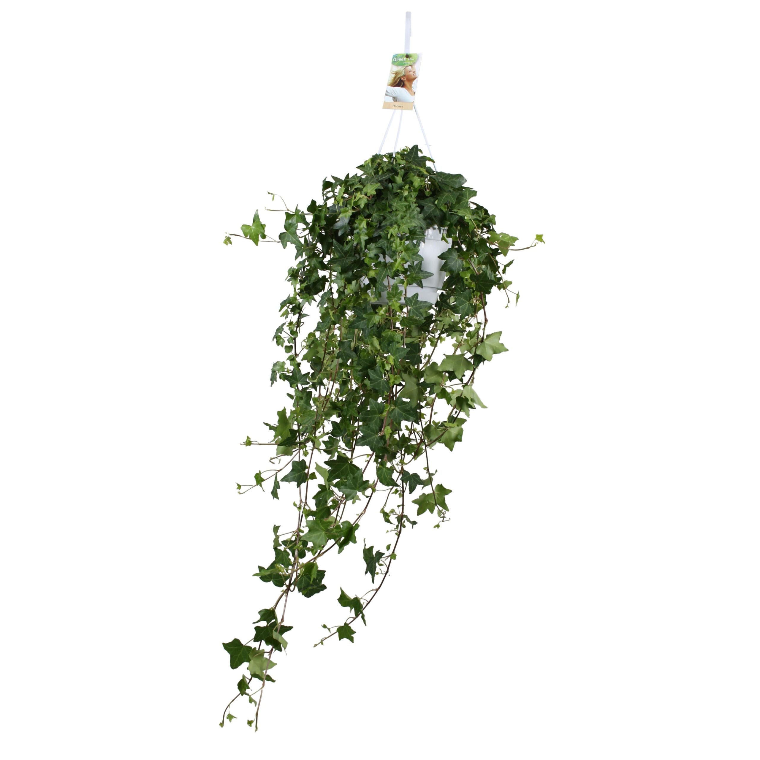 Hedera Helix Pitsburg - Hang/Xxl - Ø17Cm - ↕90Cm