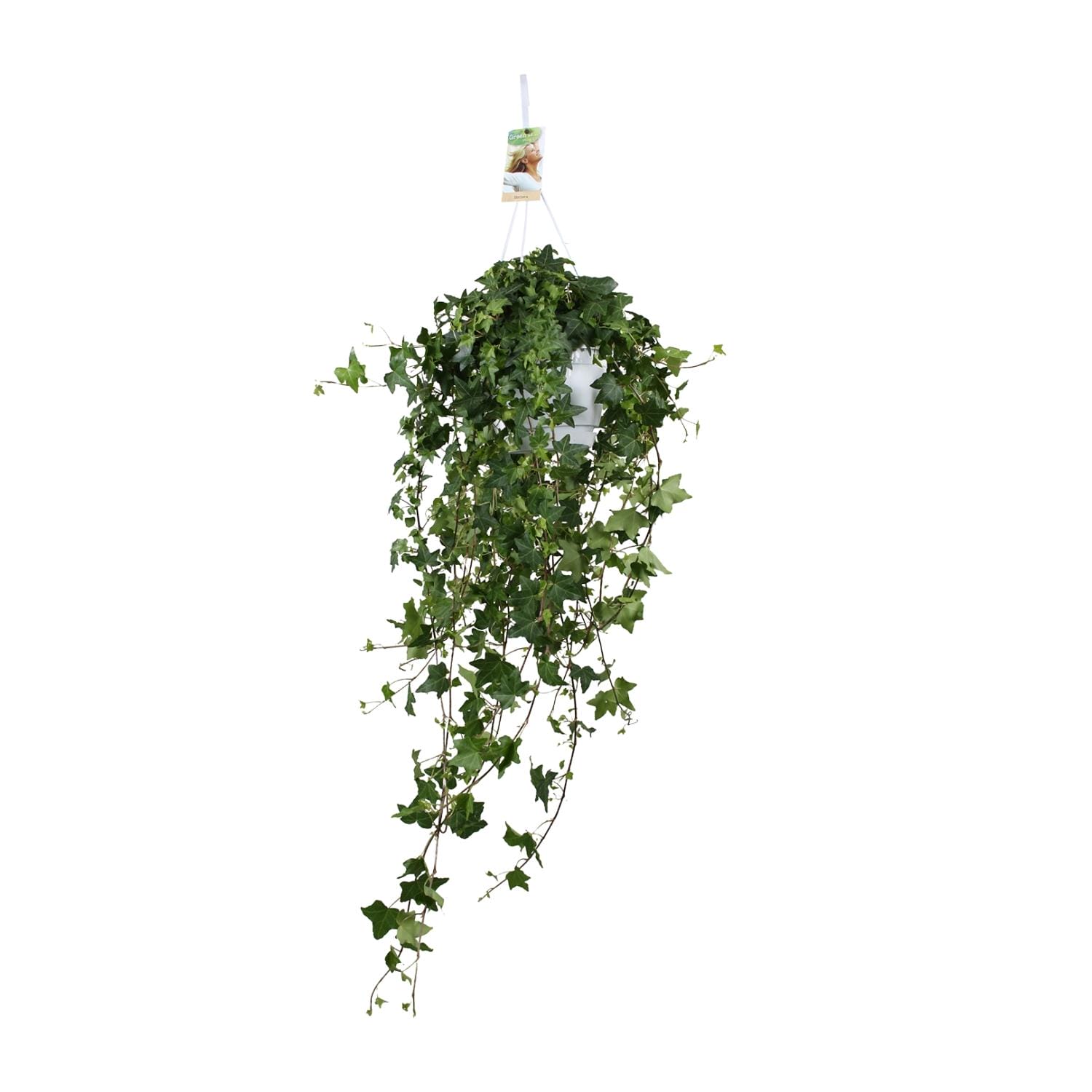 Hedera Helix Pitsburg - Hang/Xxl - Ø17Cm - ↕90Cm - Afbeelding 2
