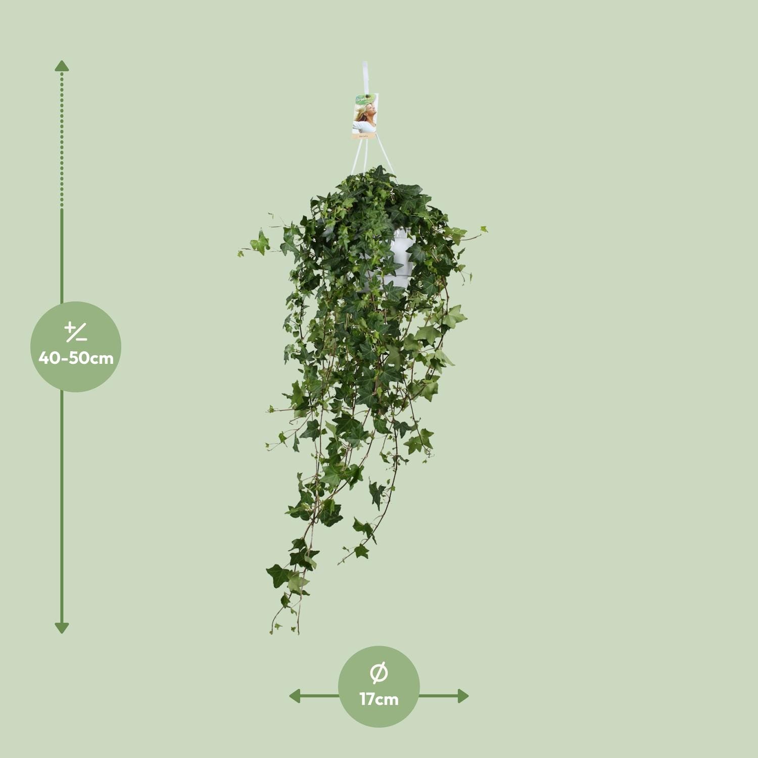 Hedera Helix Pitsburg - Hang/Xxl - Ø17Cm - ↕90Cm - Afbeelding 4