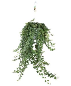 Hedera Helix Pitsburg - Hang/Xxl - Ø24Cm - ↕Cm