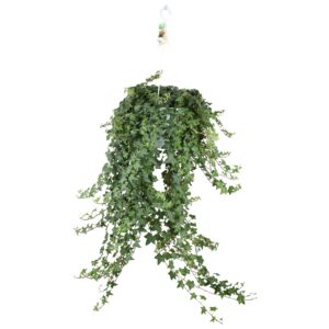 Klimop hangplant (Hedera helix 'Pittsburgh') – weelderige – ±24 cm