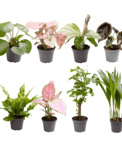 Baby Plantjes Verrassingsbox - Ø6Cm - ↕12Cm