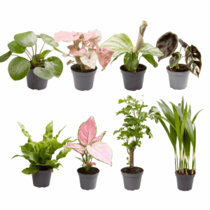 Baby Plantjes Verrassingsbox - Ø6Cm - ↕12Cm