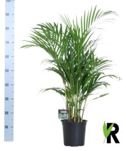 Dypsis Lutescens 120 - Ø19Cm - ↕100Cm