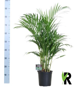 Bamboepalm (Dypsis lutescens) – tropische kamerpalm – ±19 cm
