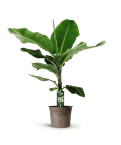 Bananenplant (Musa) - 140 Cm - Ø27Cm