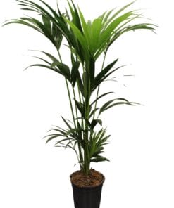 Howea Forsteriana (Kentia) - Ø21Cm - ↕120Cm