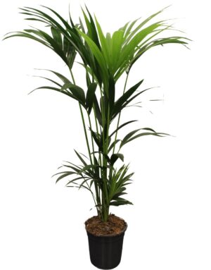 Kentiapalm (Howea forsteriana) – elegante kamerpalm voor grote ruimtes – ±21 cm