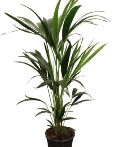 Howea Forsteriana (Kentia) - Ø21Cm - ↕100Cm
