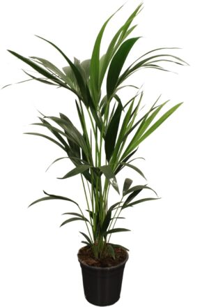 Kentia palm (Howea forsteriana) – elegante kamerpalm – ±21 cm